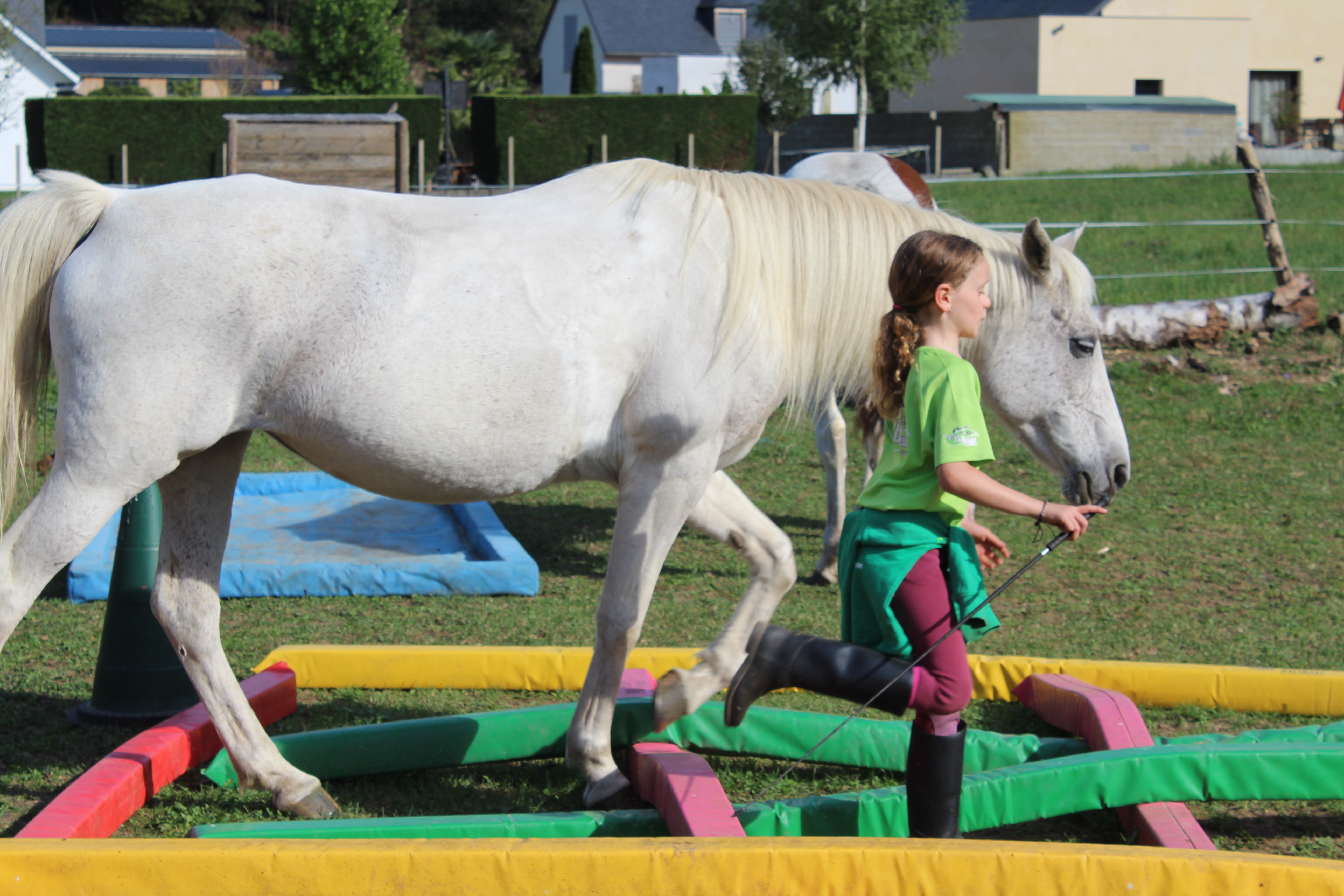 Préparation physique des chevaux