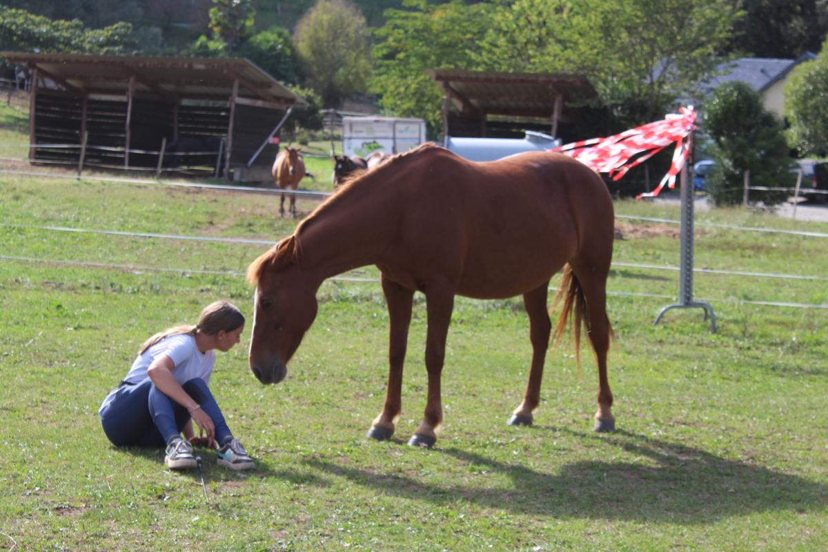 Pétition signée pour les chevaux
